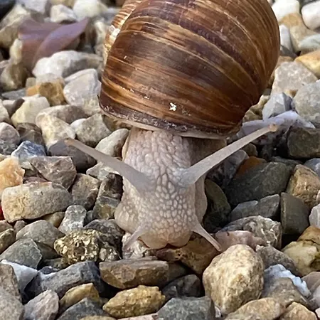 B&B 레 샹브르 드 렌프리머리