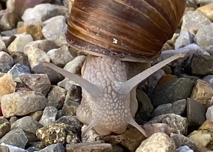 Готель типу 